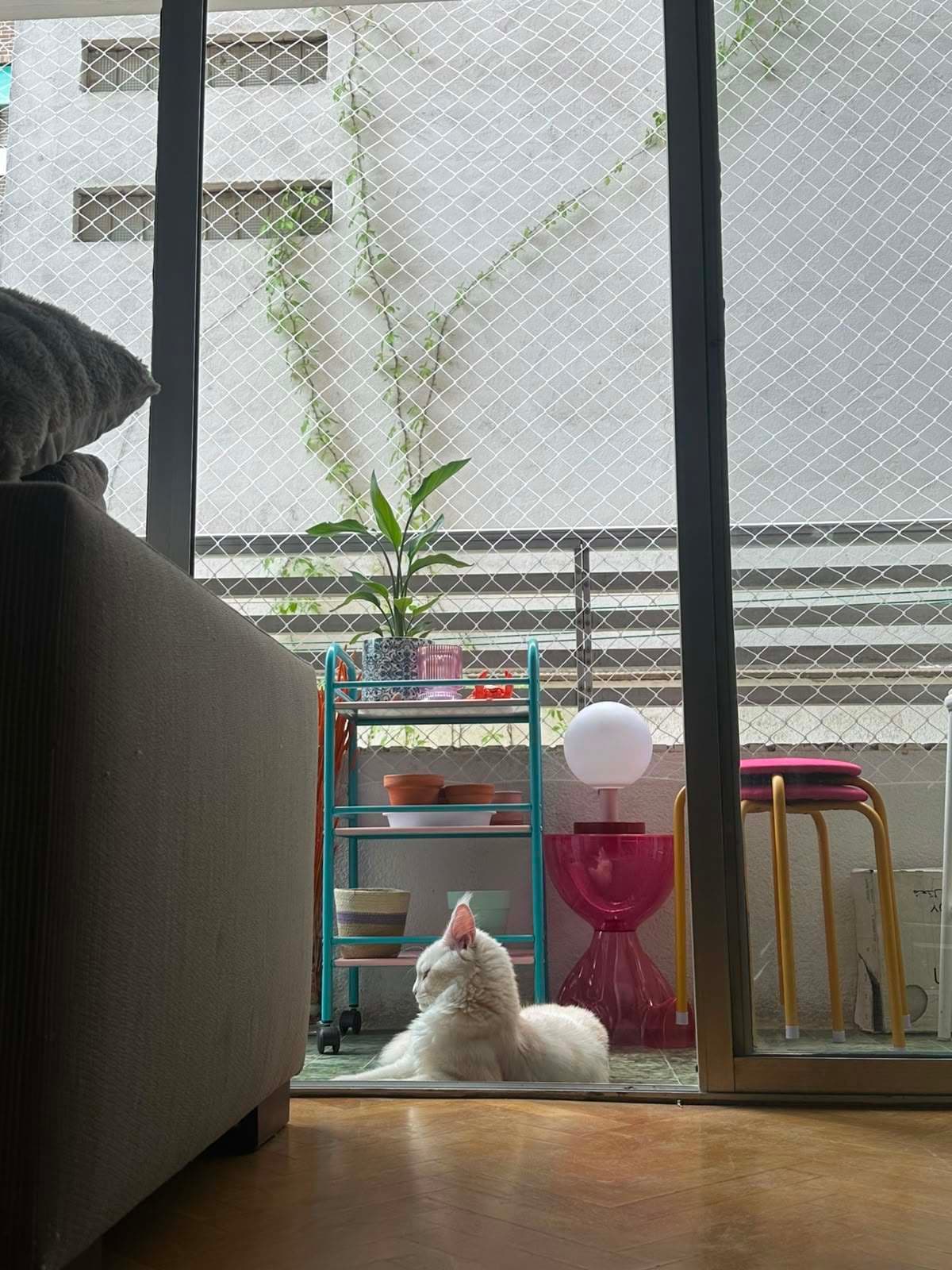 Gato tumbado junto a un carrito de plantas, visto desde dentro de casa a través de la puerta corredera con red de protección
