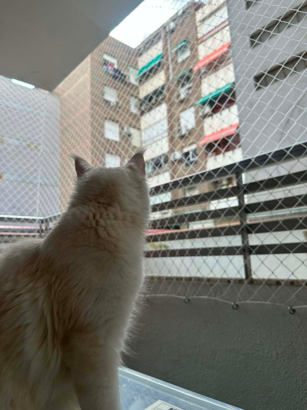 Gato de espaldas mirando hacia los tejados a través de la red de protección del balcón