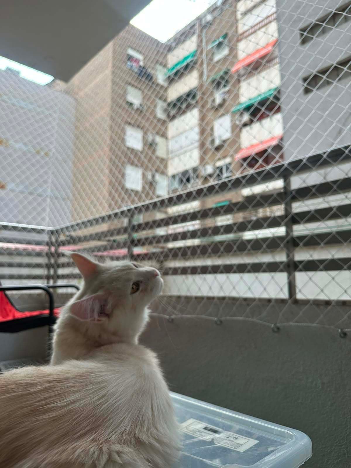 Gato de perfil mirando hacia arriba, con los edificios y la red de protección al fondo