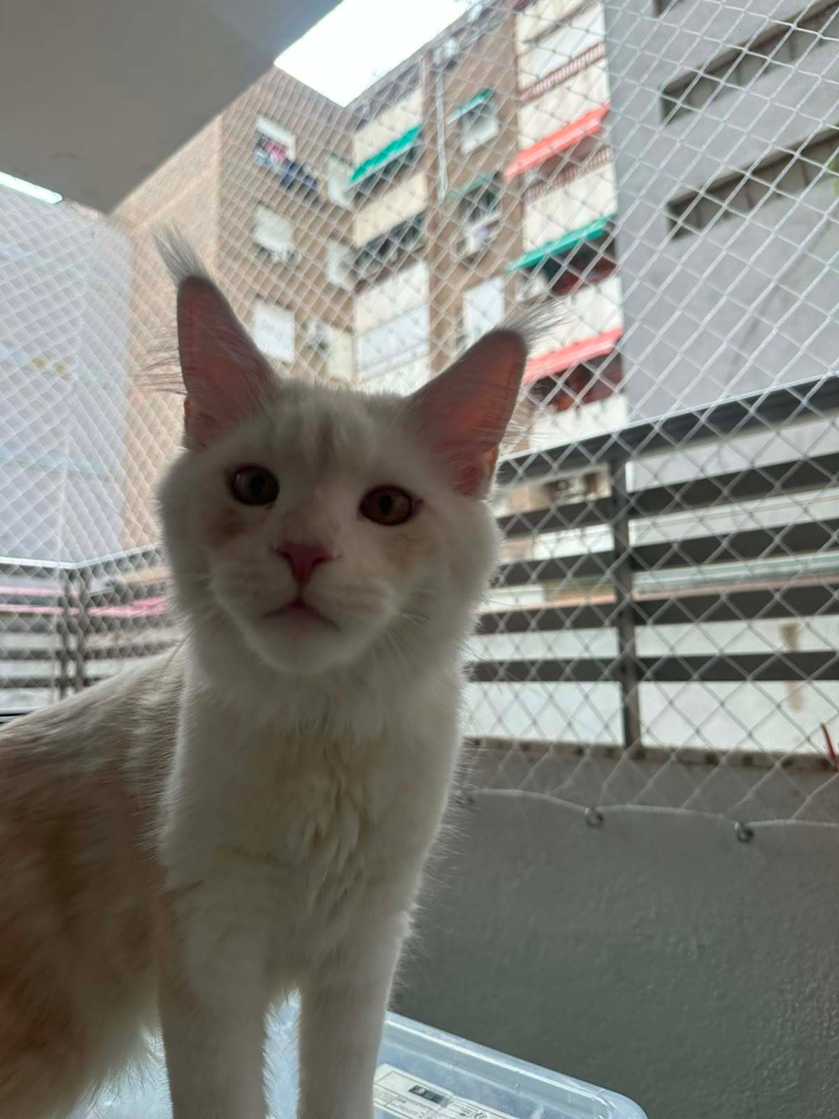 Primer plano de la cara de un gato blanco mirando a cámara en un balcón con red de protección