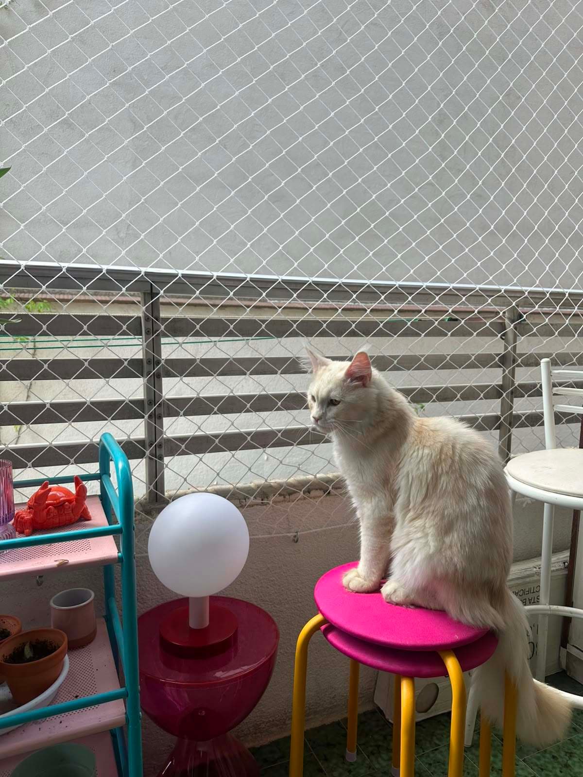 Gato blanco subido a un taburete en un balcón con red de protección, rodeado de plantas y muebles de colores