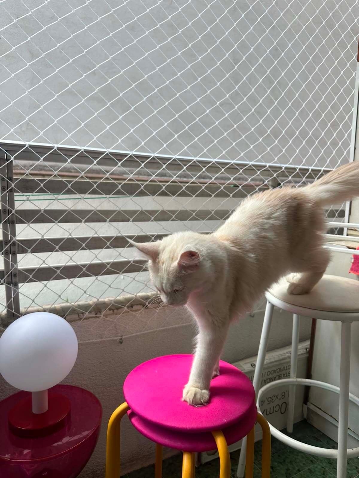 Gato saltando entre dos taburetes en un balcón protegido con red, con la malla tensada al fondo