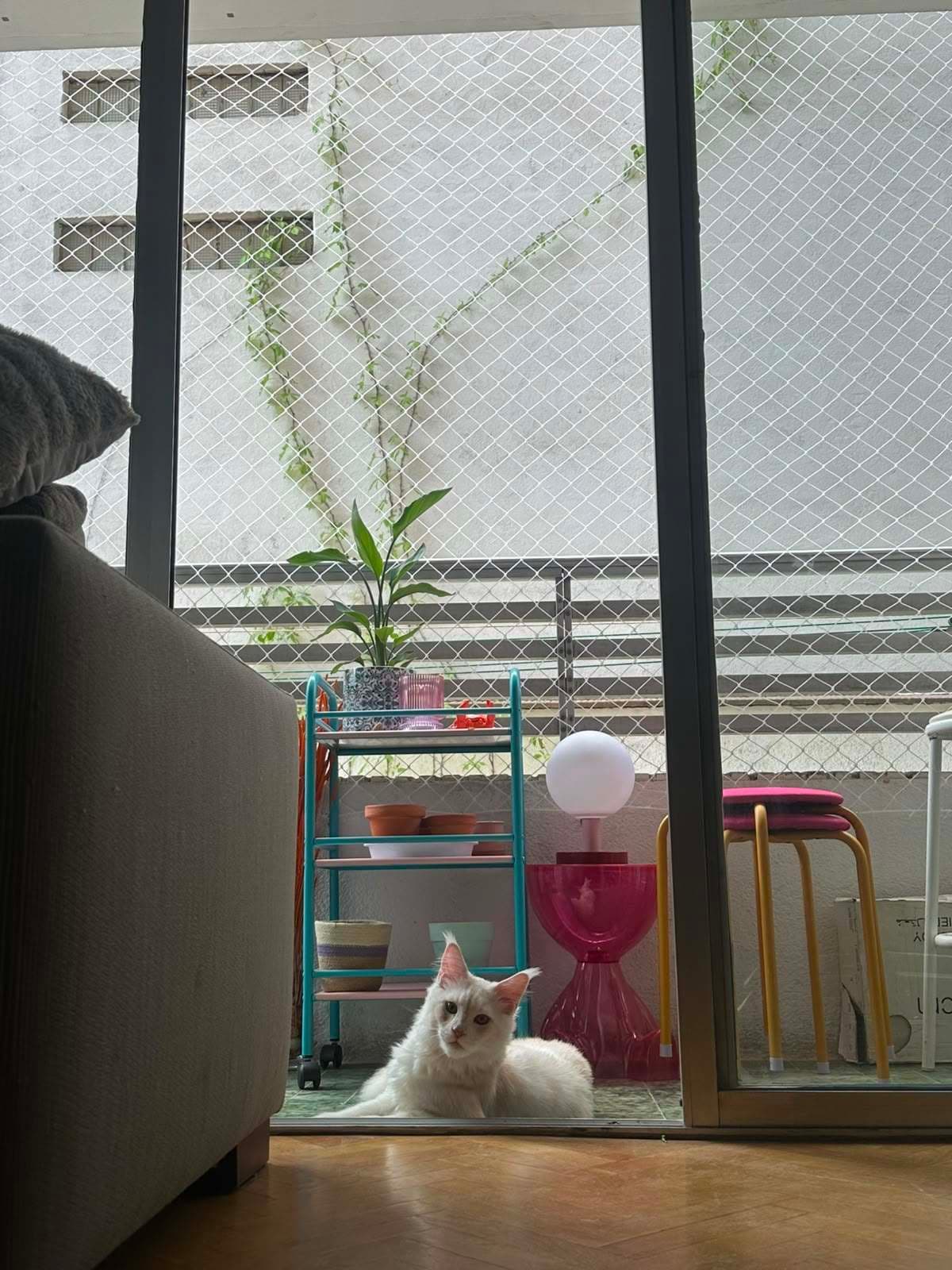 Gato tumbado en el balcón, visto desde dentro de casa junto a un carrito de plantas de colores